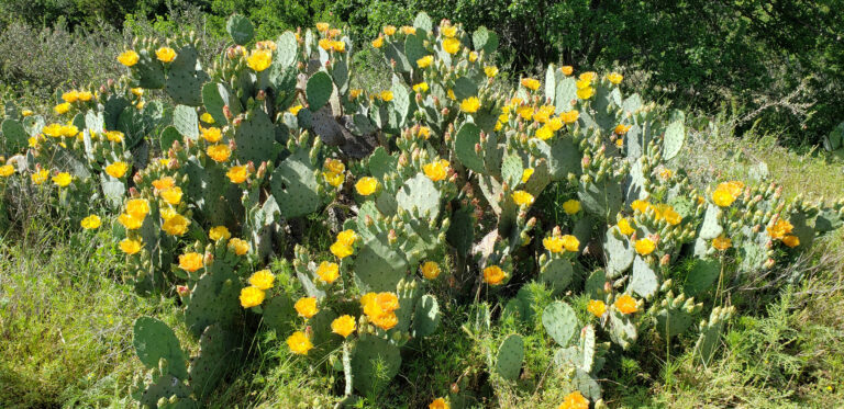 e0294f42 8aa2 43f8 b0c2 6a8b96a05a1d 768x373