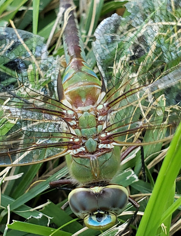 ff2a8fca 7133 4ff1 a3a2 bff784db47a2